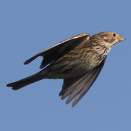 adulto, Mestre (VE), 30.04.2016