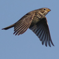 adulto, Mestre (VE), 30.04.2016