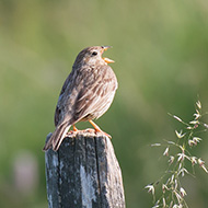 adulto, Lessinia (VR), 25.06.2016