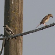 strillozzo con averla cenerina, agosto