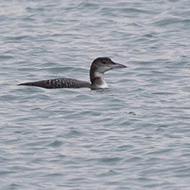 primo inverno, Venezia, 30.12.2017