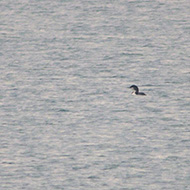 adulto in abito invernale, Peschiera del Garda (VR), 9.01.2010