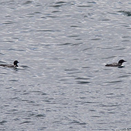 adulti in abito riproduttivo, giugno