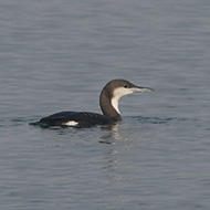 adulto in abito invernale, Cavallino (VE), 20.12.2014