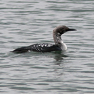 adulto in abito di transizione, Sacca di Scardovari (RO), 9.04.2016
