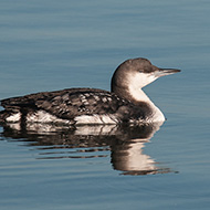 adulto in muta, dicembre