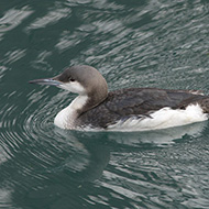 adulto in abito invernale, dicembre
