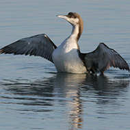 adulto in abito invernale, Bagni di Ponzano (TV), 26.12.2007