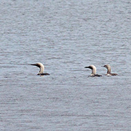 adulti in abito riproduttivo e giovane, agosto
