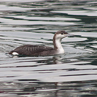 individuo del primo inverno, Garda (VR), 12.01.2011