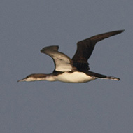 adulto in volo, Mira (VE), 17.11.2012