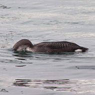 individuo del primo inverno in perlustrazione, Garda (VR), 12.01.2011