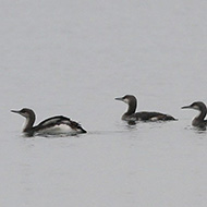 adulti in abito invernale a Pellestrina (VE), 14.01.2011