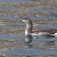 adulto in abito invernale, dicembre