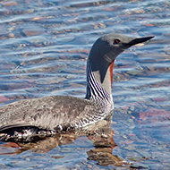 adulto in abito riproduttivo, giugno