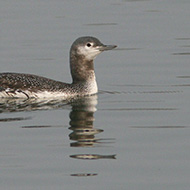 subadulto in abito invernale, dicembre