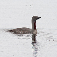 adulto in abito riproduttivo, giugno