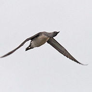 adulto in volo, giugno