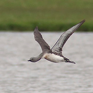 adulto in volo, giugno