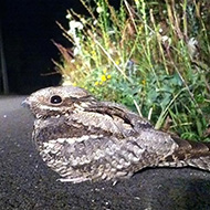 adulto, Affi (VR), 14.08.2014