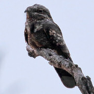 adulto, Colli Euganei (PD), 23.06.2019