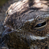 adulto, Monte Solane (VR), 14.07.2013