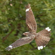 adulto, Colli Euganei (PD), 23.06.2019