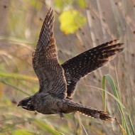 adulto, Punta Sabbioni (VE), 25.07.2012
