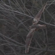 adulto, Punta Sabbioni (VE), 25.07.2012