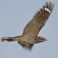 adulto, Arqu� Petrarca (PD), 25.06.2018