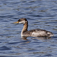 adulto in abito di transizione, settembre
