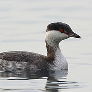 adulto in abito invernale, Garda (VR), 21.12.2018