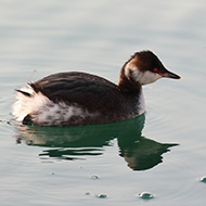 adulto in abito invernale, Peschiera del Garda (VR), 25.01.2016