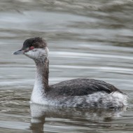 adulto in abito invernale, dicembre