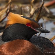 adulto in abito riproduttivo, giugno