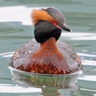 adulto in abito riproduttivo