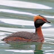 adulto in abito riproduttivo