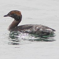 adulto in abito di transizione, aprile