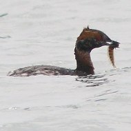 adulto in abito di transizione, aprile