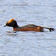 adulti in abito riproduttivo, giugno