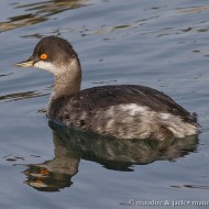 adulto in abito invernale, Lago di Garda (VR), 18.11.2012