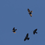 stormo in volo, Ceraino (VR), 8.12.2016