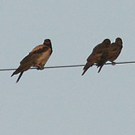 adulti (a ds) con cornacchie grigie, Campalto (VE), 22.08.2015