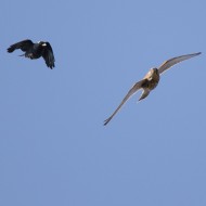 adulto con gheppio, Fossalon (VE), 28.02.2015