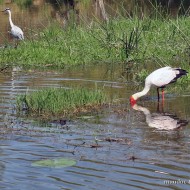 adulto con airone cenerino, settembre
