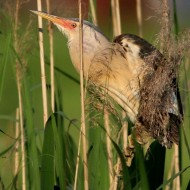 maschio in abito riproduttivo, Venezia, 22.05.2008