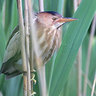 femmina, Lago di Garda (VR), 11.05.2013