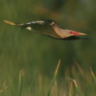 maschio in abito riproduttivo, Venezia, 27.05.2007