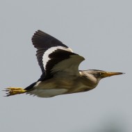 maschio in volo, Valle Vecchia (VE), 5.07.2011