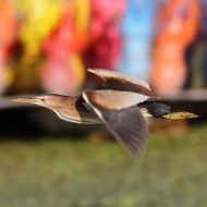 femmina in volo, Venezia, 21.07.2011